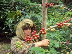 印度尼西亞咖啡產區齊蓋奧 黃蜜處理咖啡豆風味口感特點描述描寫