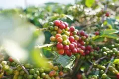 雲南咖啡莊園日曬紅酒日曬雙發酵精品豆咖啡的風味口感描述特點
