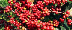 雲南咖啡莊園產區保山 卡蒂姆A級水洗高山豆咖啡的風味口感描述