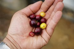 牙買加咖啡產區RSW莊園藍山NO1咖啡烘焙程度的口感風味的描述