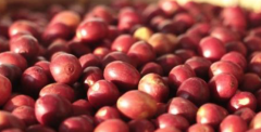 哥倫比亞咖啡產區希望莊園摩卡小圓豆單一品種蜜處理咖啡風味描述
