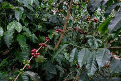 埃塞俄比亞咖啡產區瑰夏村查卡莊園Gori瑰夏藝妓日曬咖啡風味描述