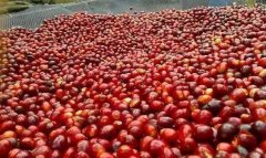 肯尼亞咖啡產區穆拉雅鎮 伽琦娜歌處理廠AA級咖啡豆風味口感描述