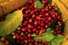 巴拿馬咖啡產區波奎特火山 巫師莊園藝妓/瑰夏日曬咖啡風味描述