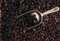 哥斯達黎加SHB塔拉珠咖啡怎麼樣 塔拉珠咖啡shb等級屬於好咖啡嗎