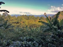 哥斯達黎加咖啡處理方式和故事 巨石莊園黑蜜處理咖啡豆風味特點