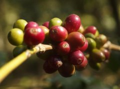盧旺達水洗微批次波旁咖啡 勞格諾沃咖啡產區波旁咖啡顏色是什麼