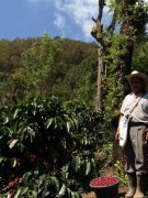 哥斯達黎加西部山谷蜜處理咖啡有它獨特的風味 蜜處理口感妙