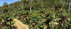 危地馬拉咖啡的知識 新東方小藍莓莊園PACHE日曬咖啡口感奇特