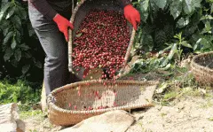 危地馬拉新東方產區 小藍莓莊園帕卡瑪拉蜜處理咖啡風味介紹