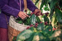 危地馬拉聖塔費麗莎莊園種植的咖啡品種 著名咖啡品種風味描述