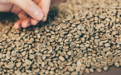 西達摩咖啡豆G1達利處理廠咖啡風味描述 西達摩咖啡豆種植環境