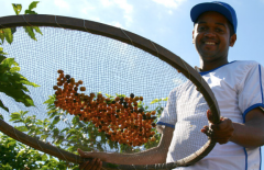 藍山牙買加特定農場咖啡豆爲什麼那麼貴 咖啡黃金比例是多少