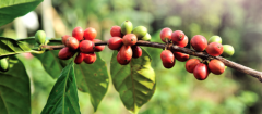 夏威夷科納咖啡成熟時間 咖啡成熟的漿果顏色咖啡的製作加工過程