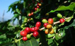 埃塞俄比亞咖啡豆介紹科契爾哈瑪G1水洗咖啡豆的風味描述口感好嗎