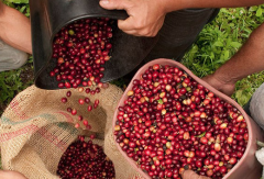 瓜地馬拉咖啡莊園穹頂莊園 波旁水洗與酒香日曬咖啡風味口感描述