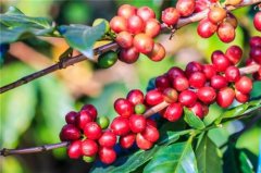 臺灣本地咖啡阿里山產區  阿里山100%日曬咖啡豆的特性描述價格