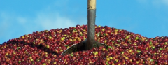 危地馬拉藍河莊園產區水洗玫瑰咖啡豆風味 藍河莊園啊咖啡豆價格
