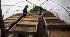 哥倫比亞櫟樹莊園水洗精品咖啡豆衝煮 哥倫比亞著名咖啡品牌