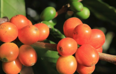 世界最大咖啡產地巴西咖啡產區 中度烘焙巴西紅果咖啡豆衝煮風味