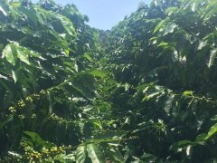 哥斯達黎加維達斯農場咖啡種植的歷史 咖啡水洗與蜜處理風味描述