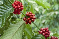 危地馬拉韋韋特南戈咖啡產區介紹  花式SHB水洗咖啡豆口感怎麼樣