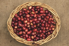 哥倫比亞拉米尼塔咖啡莊園 模範生咖啡烘焙程度風味口感描述特點