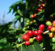 埃塞俄比亞卡法森林咖啡種植介紹埃塞俄比亞卡法森林咖啡口感描述