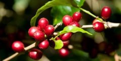 薩爾瓦多阿瓦查潘星巴克單一產地咖啡豆故事 薩爾瓦多咖啡豆特點