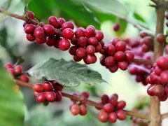 印度尼西亞咖啡爪哇灣莊園  爪哇灣莊園日曬咖啡豆的風味特點描述