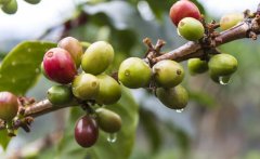 咖啡生豆處理方式水洗法和半水洗法對咖啡風味的影響水洗咖啡風味
