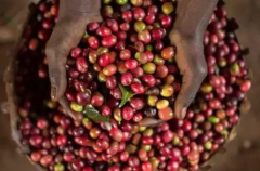 肯尼亞奇安布區科摩泰咖啡豆風味描述 肯尼亞咖啡產區有哪些