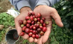 薩爾瓦多庇里牛斯莊園咖啡豆風味描述 蜜處理咖啡豆的特點