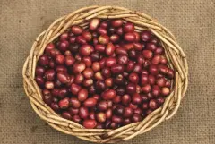 哥斯大黎加近年咖啡處理法的方式咖啡蜜處理 咖啡豆蜜處理優缺點
