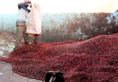 肯尼亞涅裏產區蜂蜜合作社咖啡豆AA品質如何 水洗咖啡杯測標準