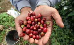 肯尼亞木嘎嘎合作社蜂蜜處理廠AA咖啡豆特點 肯尼亞咖啡產國介紹