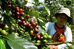 爪哇島咖啡種植的自然條件 爪哇島果園黑豆咖啡杯測風味描述怎樣