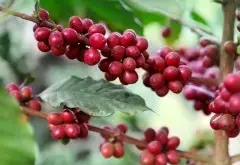 尼加拉瓜蜜處理Caturra咖啡製作過程 Caturra咖啡蜜處理咖啡豆味