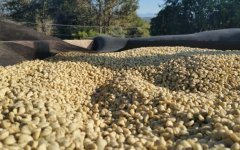 瓜地馬拉瑪格麗特咖啡種植條件採收期 瑪格麗特水洗處理咖啡風味