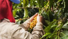 危地馬拉安提瓜咖啡豆 聖多明各SHB水洗咖啡風味特點描述價格多少