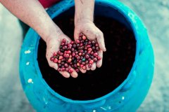 祕魯公平貿易有機咖啡介紹祕魯有機咖啡豆質量等級杯測風味怎麼樣