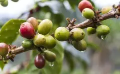 祕魯FTO等級咖啡豆介紹Gr.1印加古道FTO咖啡杯測分數處理方式口感