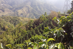 哥斯大黎加里瓦斯人處理場寶藏莊園介紹 黑蜜處理咖啡豆口感風味