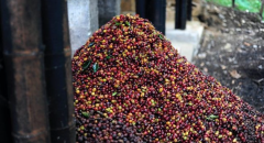 印尼南美洲咖啡豆歷史故事風味口感特點區別 世界咖啡豆加工方法