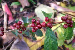危地馬拉安提瓜島咖啡豆 聖塞巴斯蒂安咖啡杯測風味描述烘焙過程