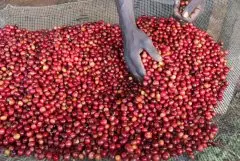 埃塞俄比亞卡永山莊園介紹 卡永山莊園咖啡豆品種咖啡處理方式