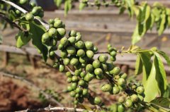 巴西咖啡產區Fazenda Passeio自然咖啡處理方式介紹杯測風味描述