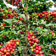 印尼爪哇東埔寨自家莊園100%阿拉比卡豆口感 高綠原酸咖啡豆特點