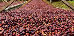 肯尼亞咖啡豆AA康谷娜處理廠咖啡杯測評分 東非咖啡豆風味的形成