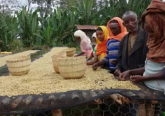 伊索比亞古優原生種水洗耶珈雪菲科契爾畢洛雅G1咖啡豆手衝方式